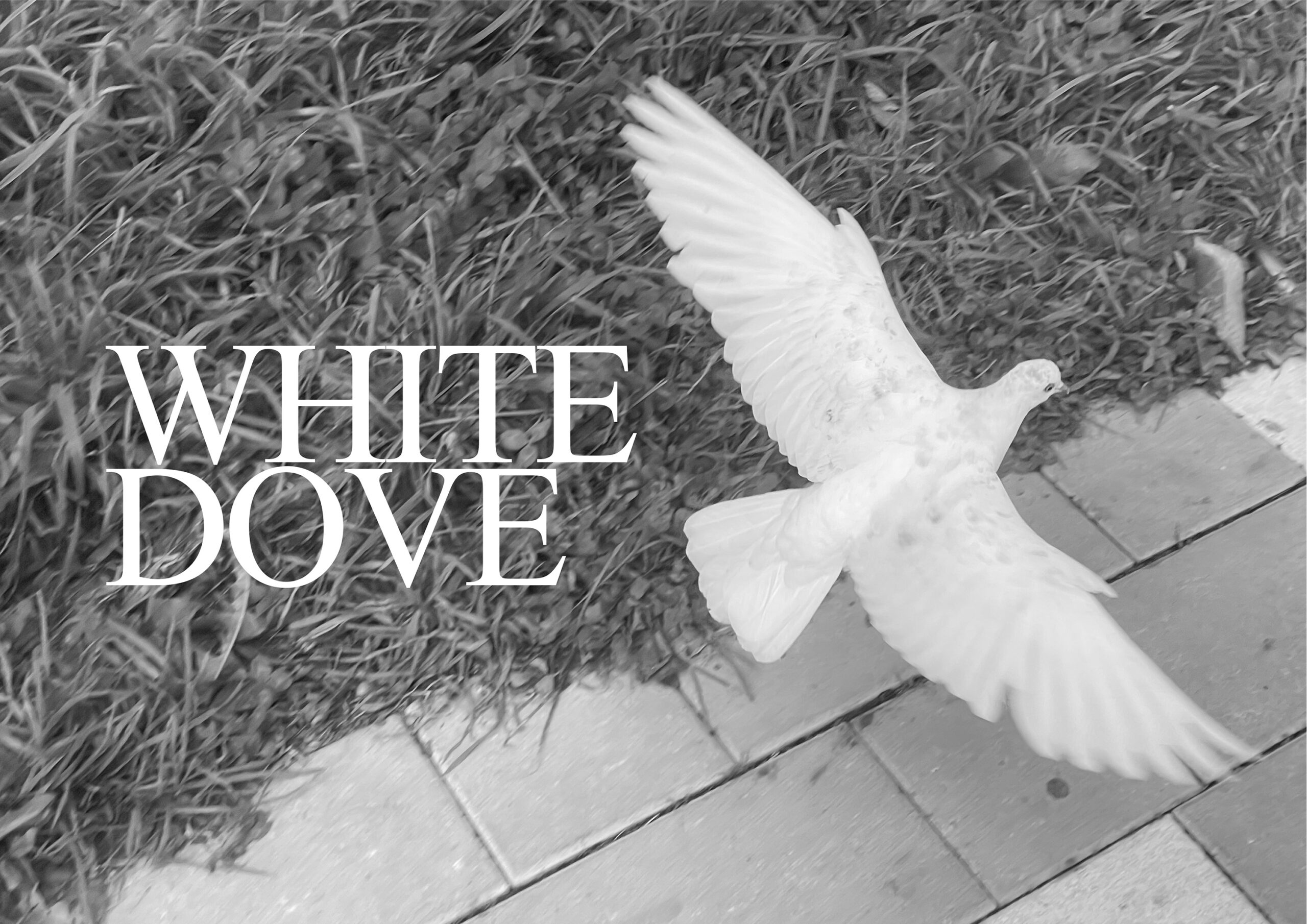 "White Dove 1" Photography art of a white dove.