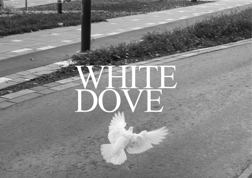 "White Dove 2" Photography art of a white dove.