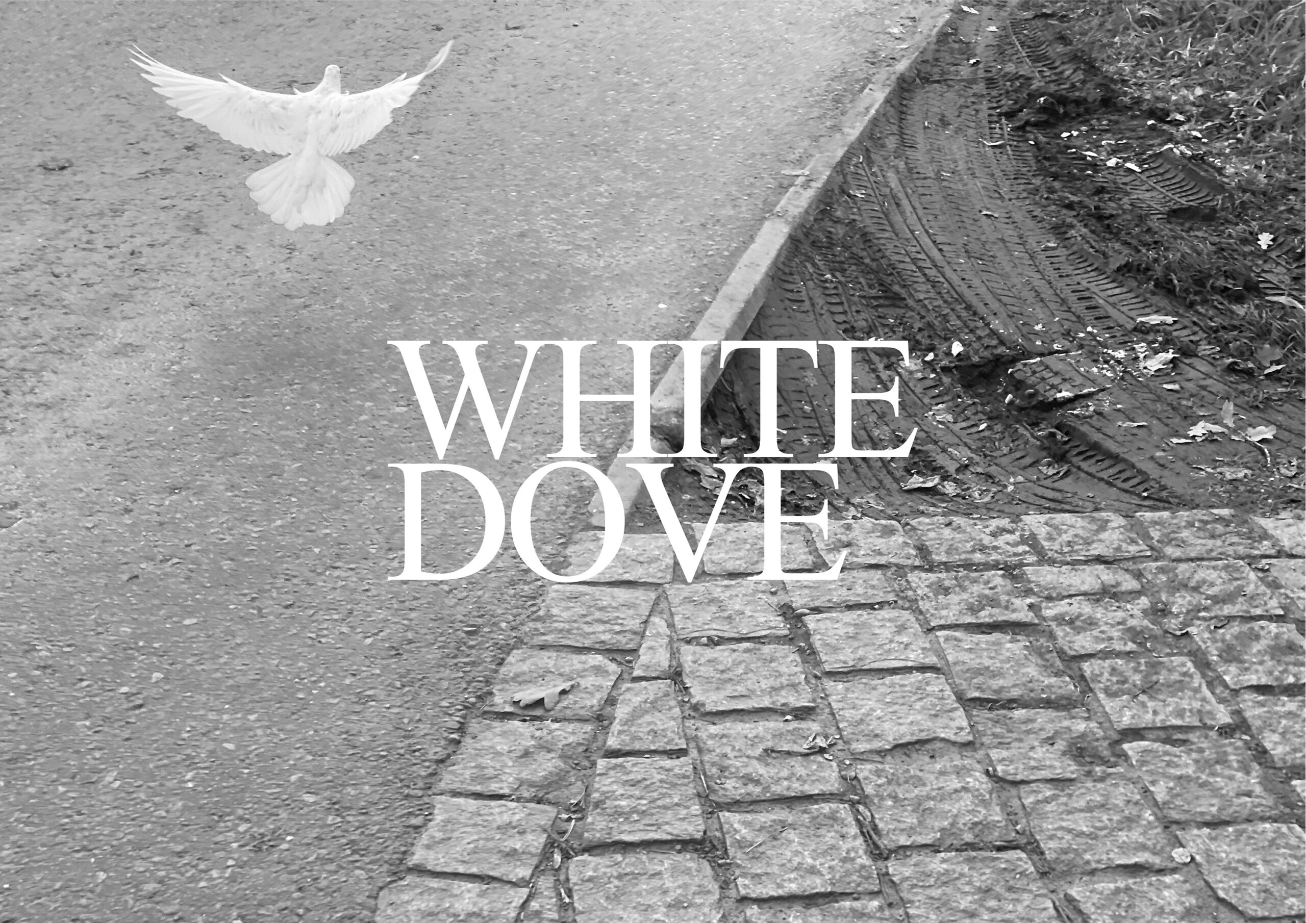 "White Dove 3" Photography art of a white dove.